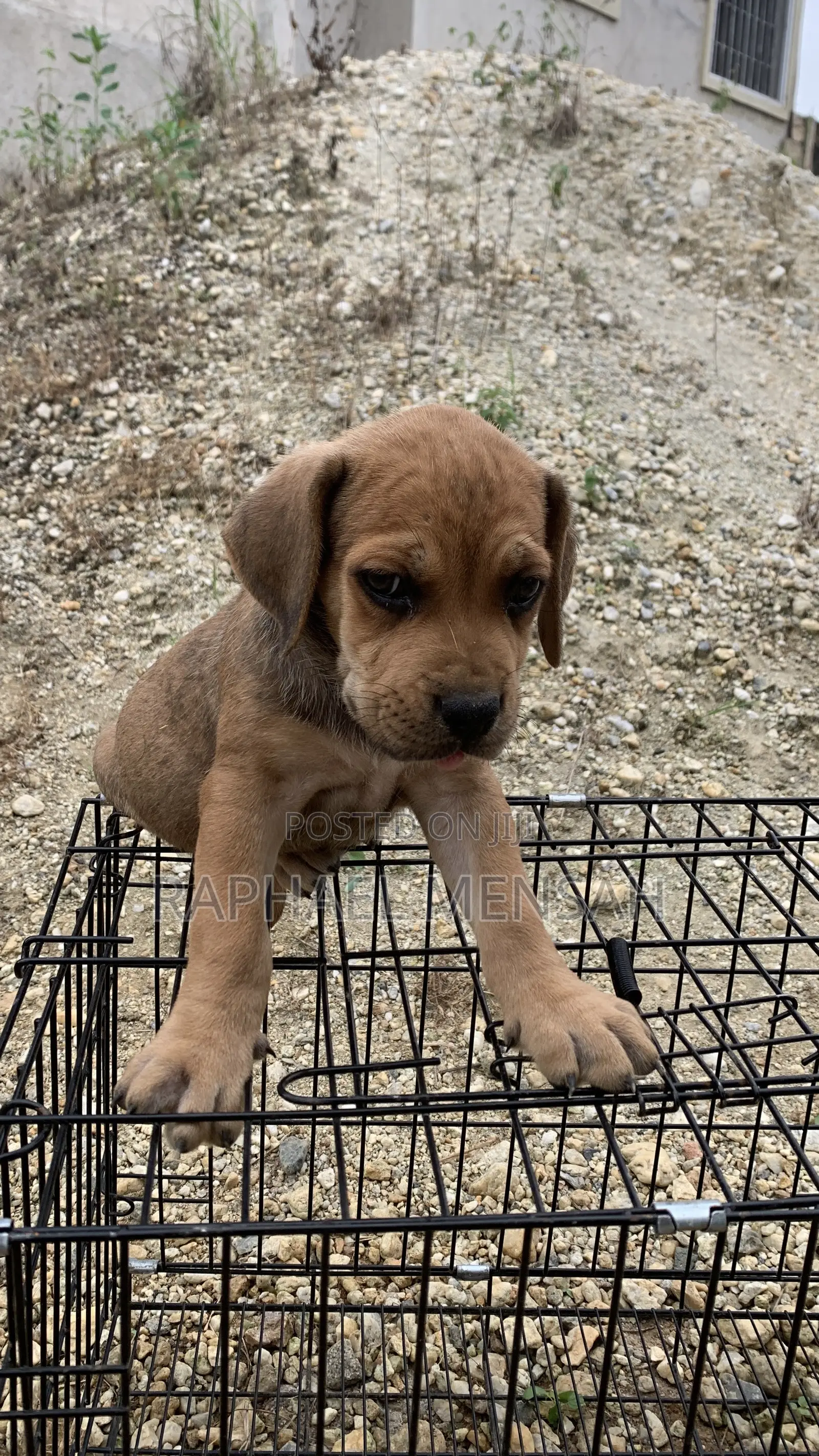 1-3 months Male Purebred Boerboel