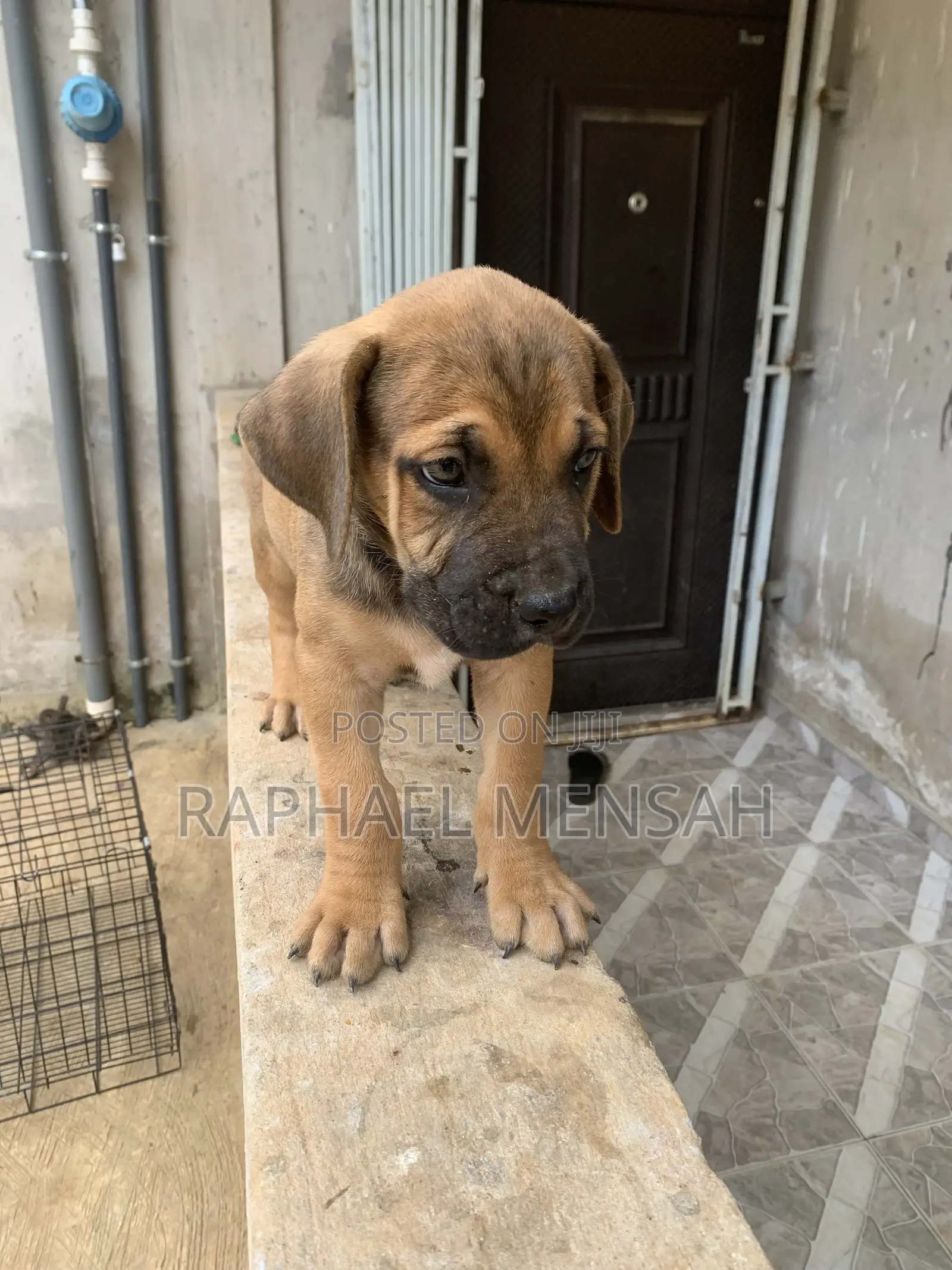 1-3 months Male Purebred Boerboel