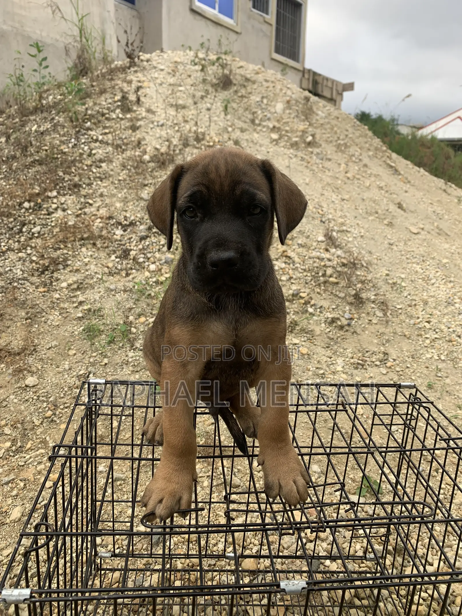 1-3 months Male Purebred Boerboel