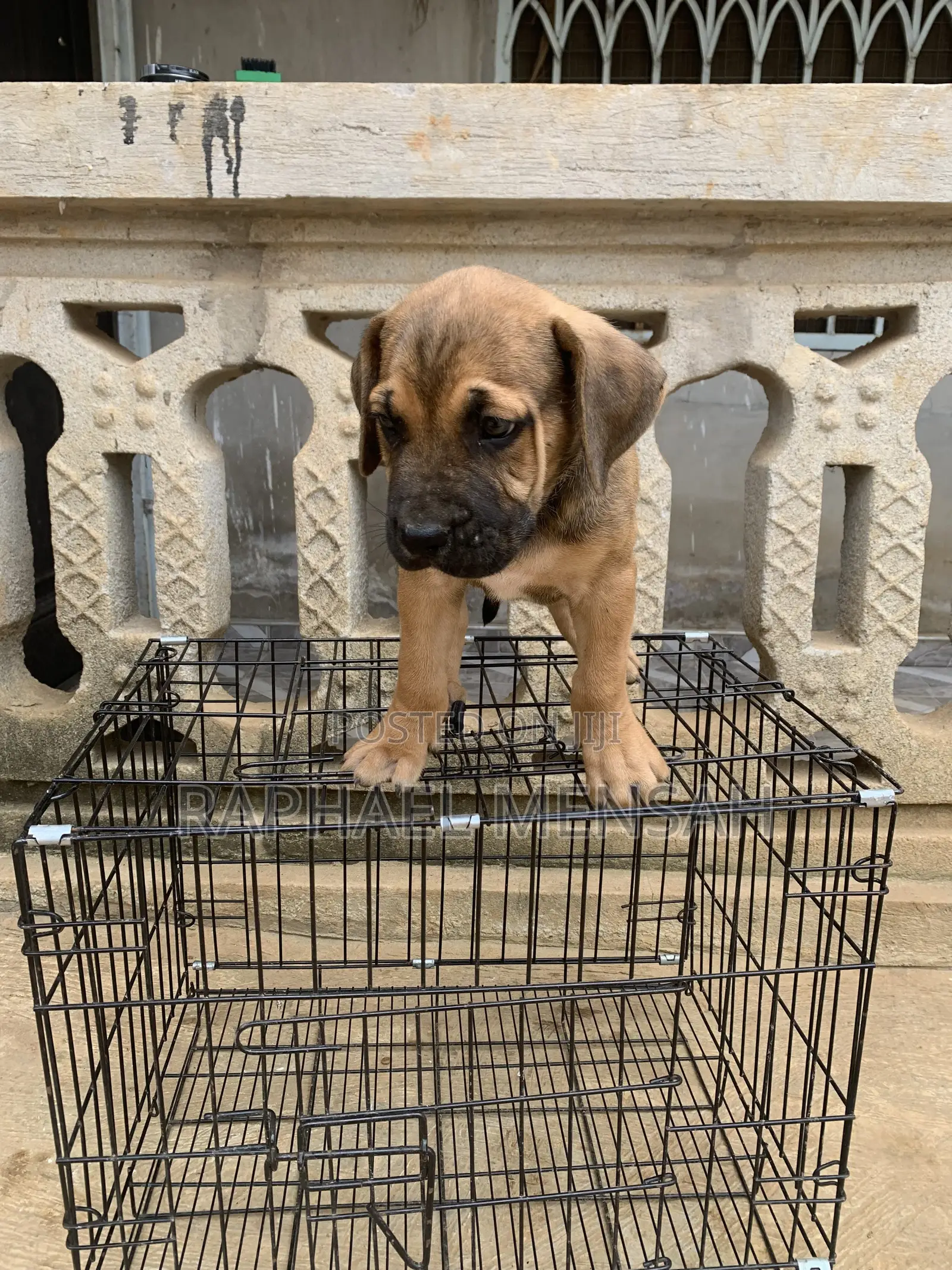 1-3 months Male Purebred Boerboel