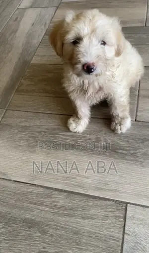 1-3 months Female Purebred Poodle