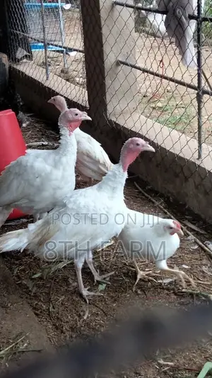 4 Month Old Foreign Turkeys | BBW