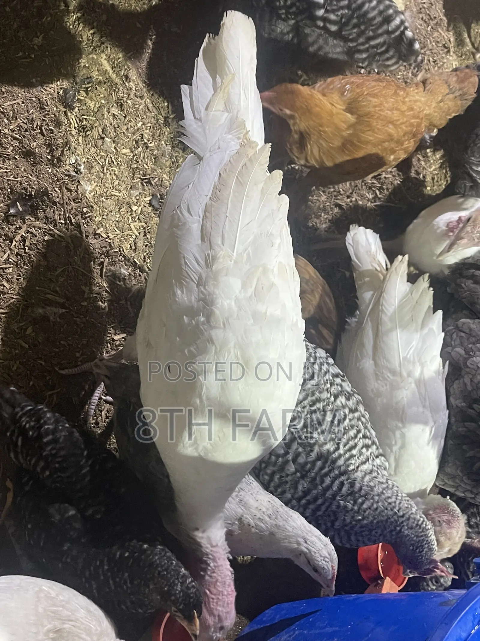 4 Month Old Foreign Turkeys | BBW