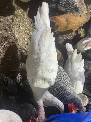 4 Month Old Foreign Turkeys | BBW