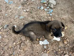 3-6 months Female Mixed Breed Boerboel