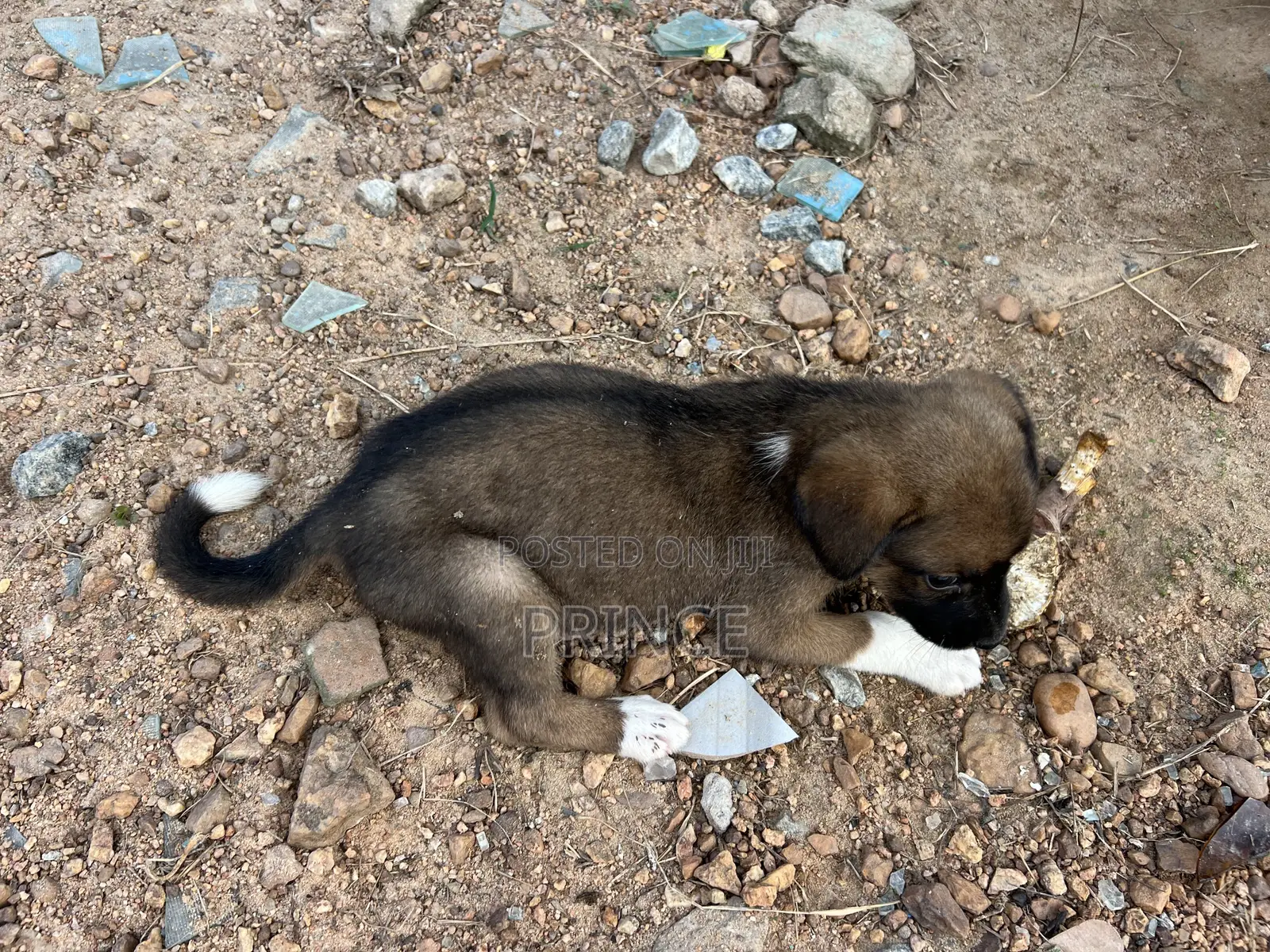 3-6 months Female Mixed Breed Boerboel