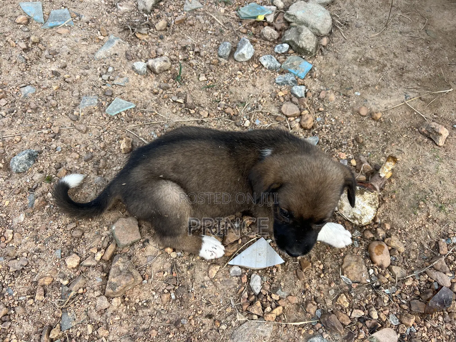 3-6 months Female Mixed Breed Boerboel