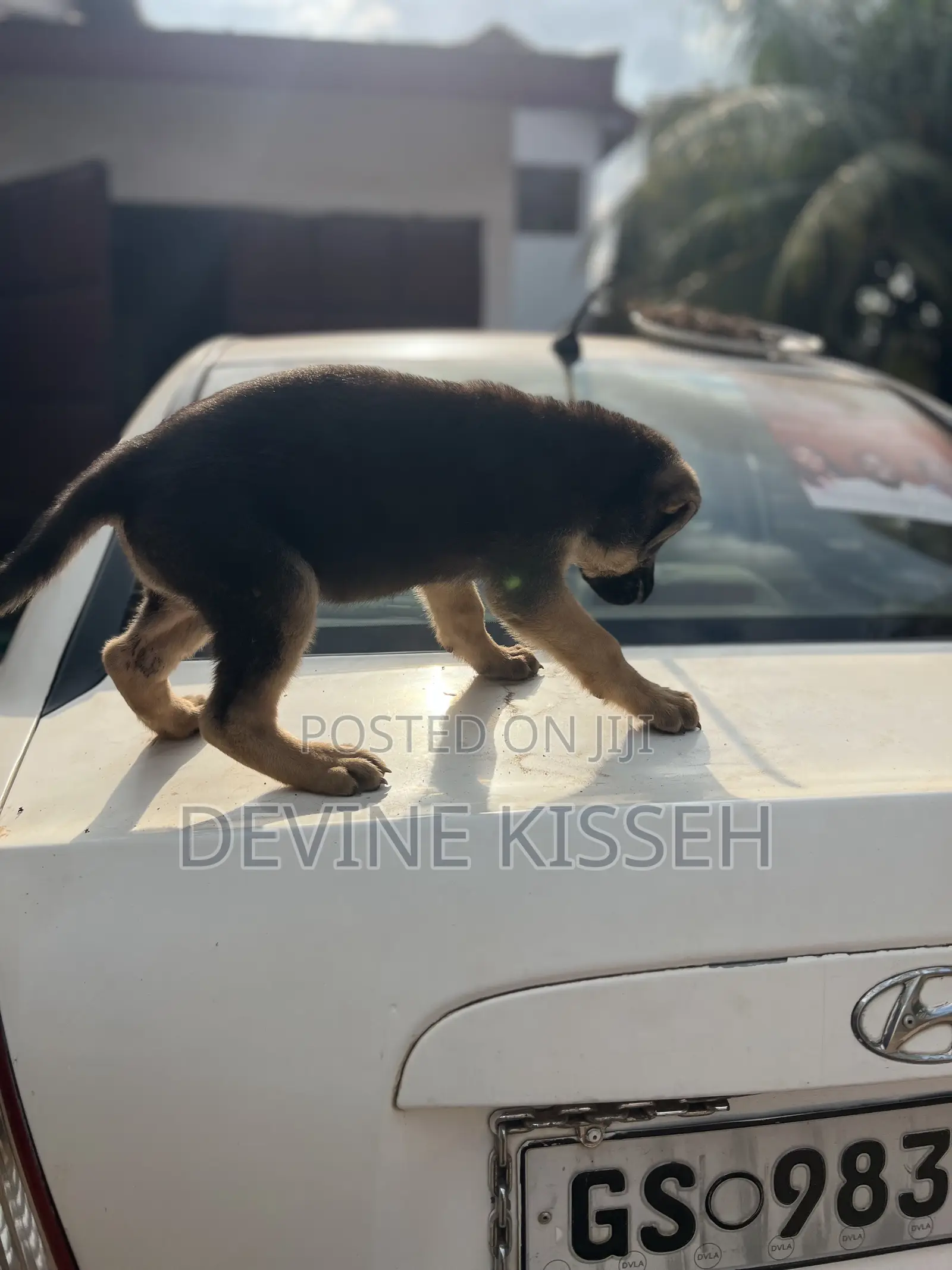 1-3 months Female Purebred German Shepherd