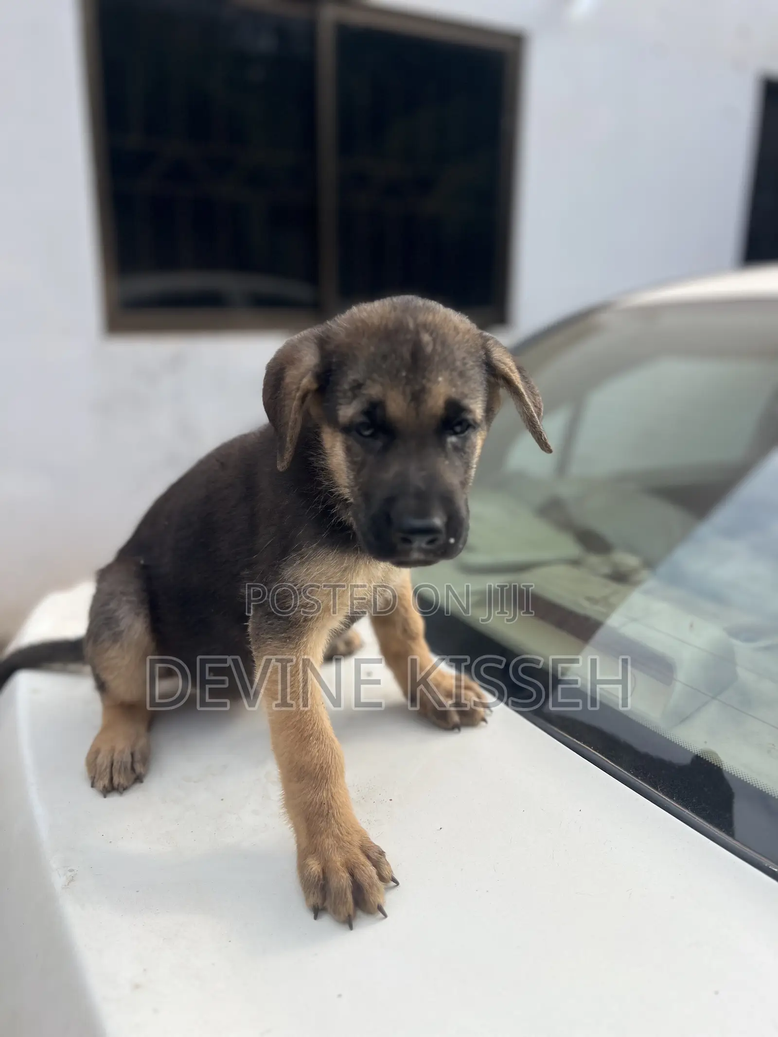 1-3 months Female Purebred German Shepherd