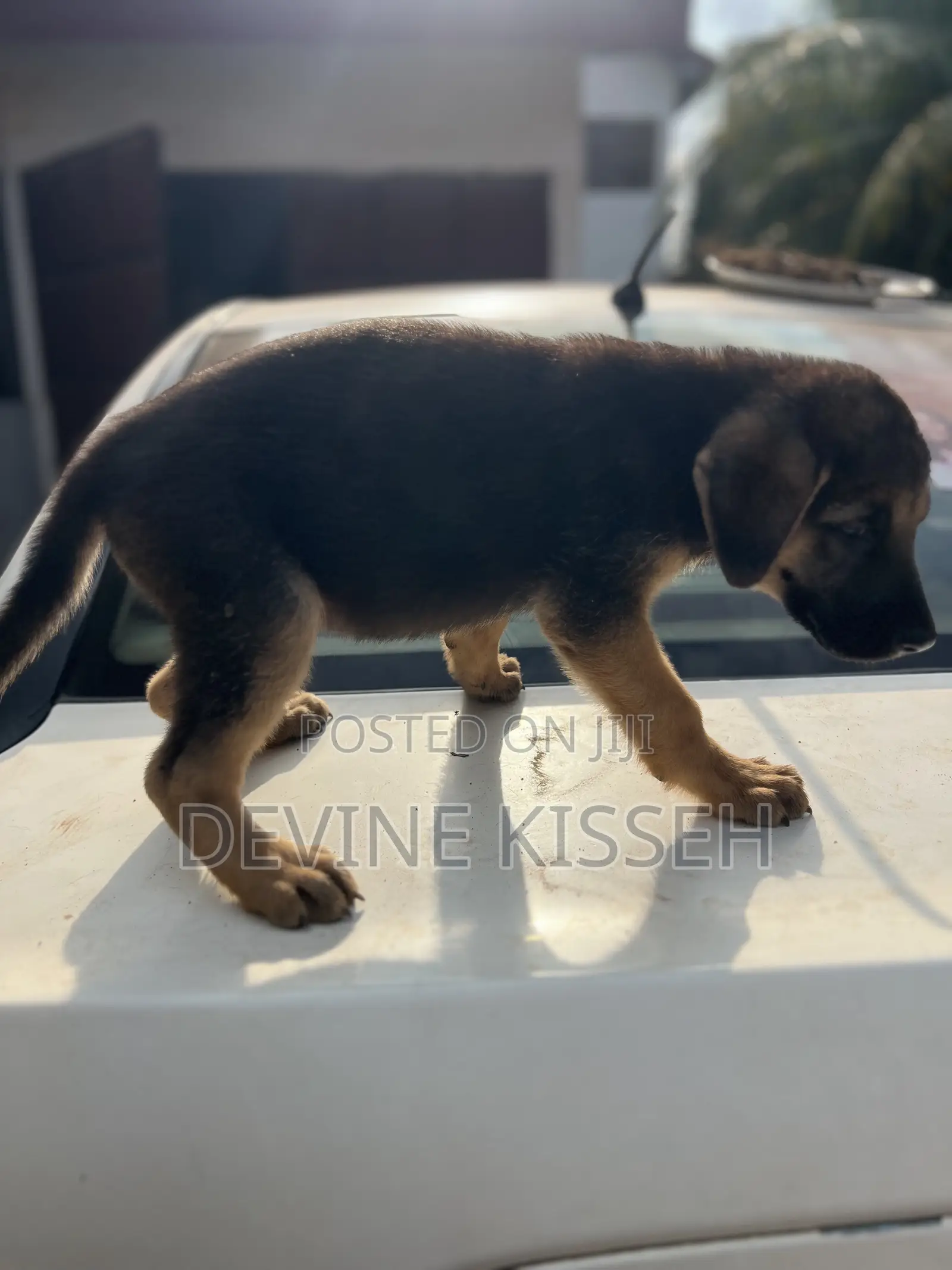 1-3 months Female Purebred German Shepherd