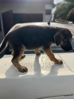 1-3 months Female Purebred German Shepherd