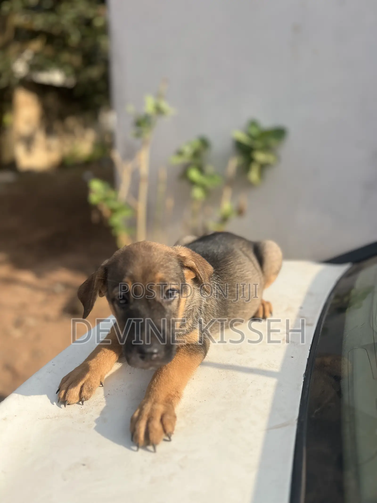 1-3 months Female Purebred German Shepherd