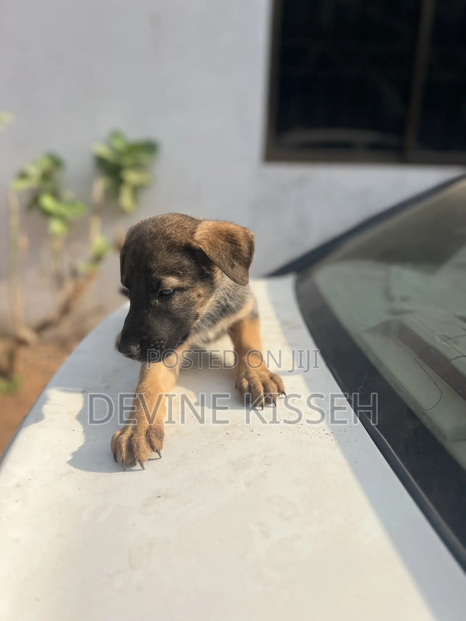 1-3 months Female Purebred German Shepherd