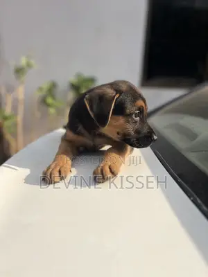 1-3 months Female Purebred German Shepherd