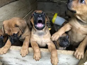 1-3 months Male Mixed Breed Bullmastiff