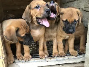1-3 months Female Mixed Breed Bullmastiff