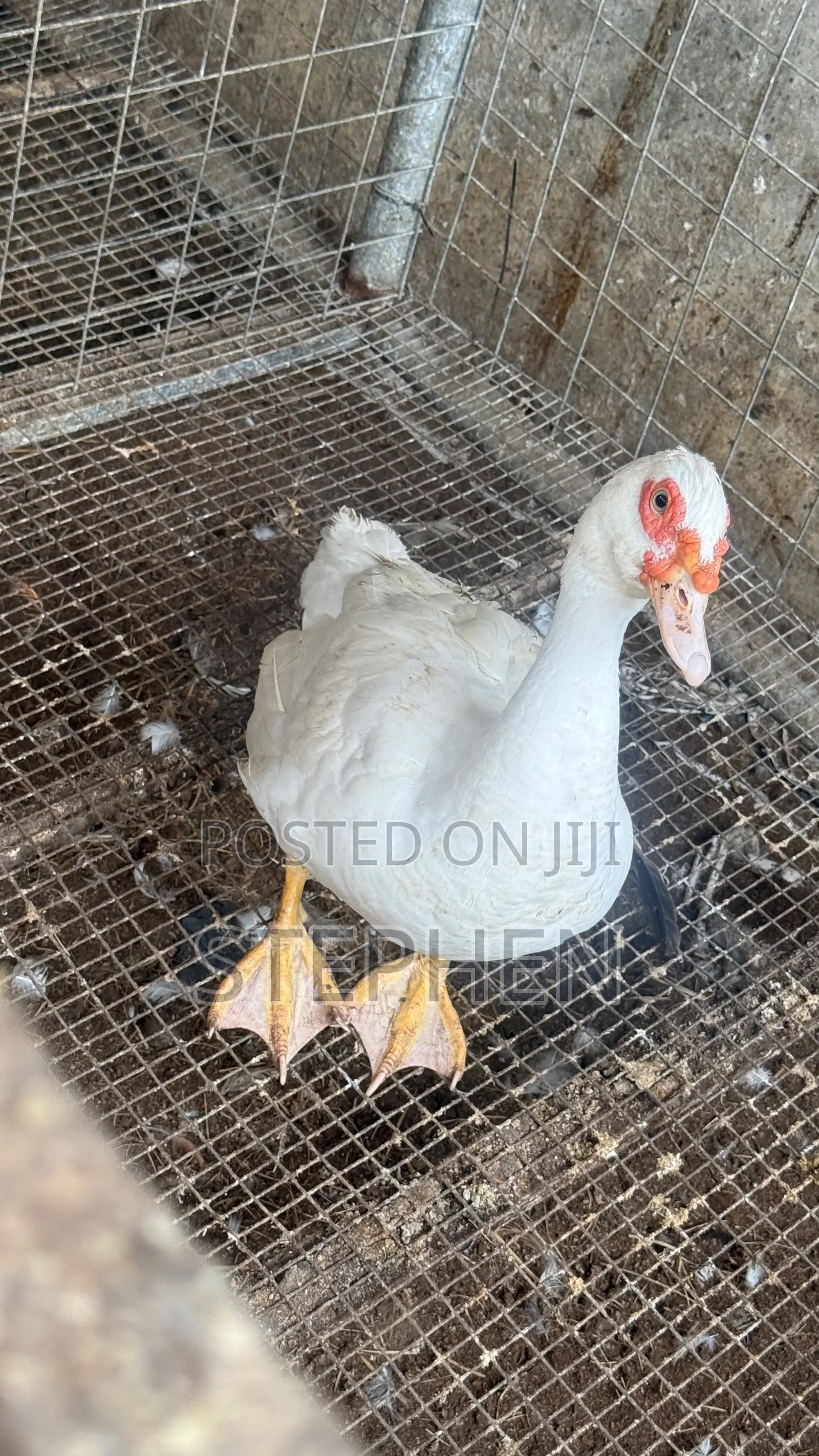 Ducks for Sale