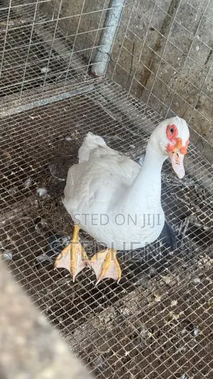 Ducks for Sale