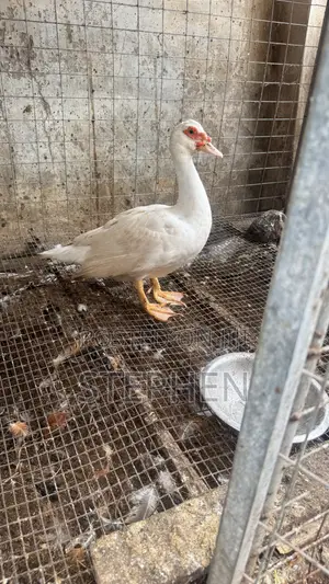 Ducks for Sale