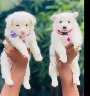 0-1 month Female Purebred American Eskimo