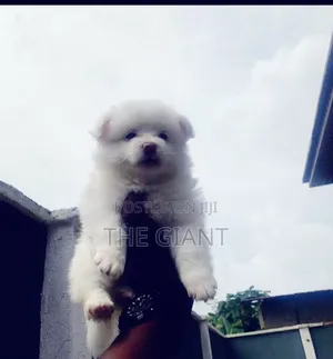 0-1 month Female Purebred American Eskimo
