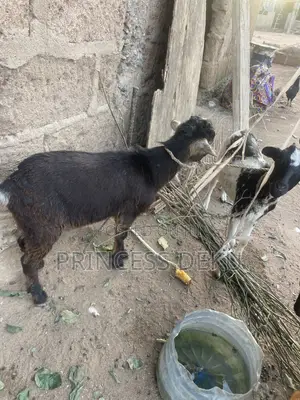 Health Male Goat
