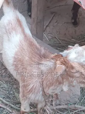 Health Male Goat