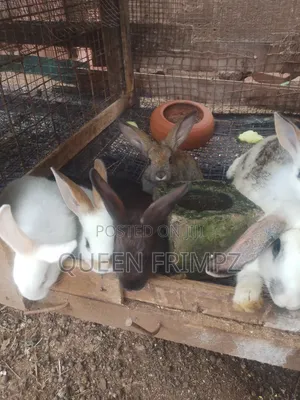 Affordable Bunnies