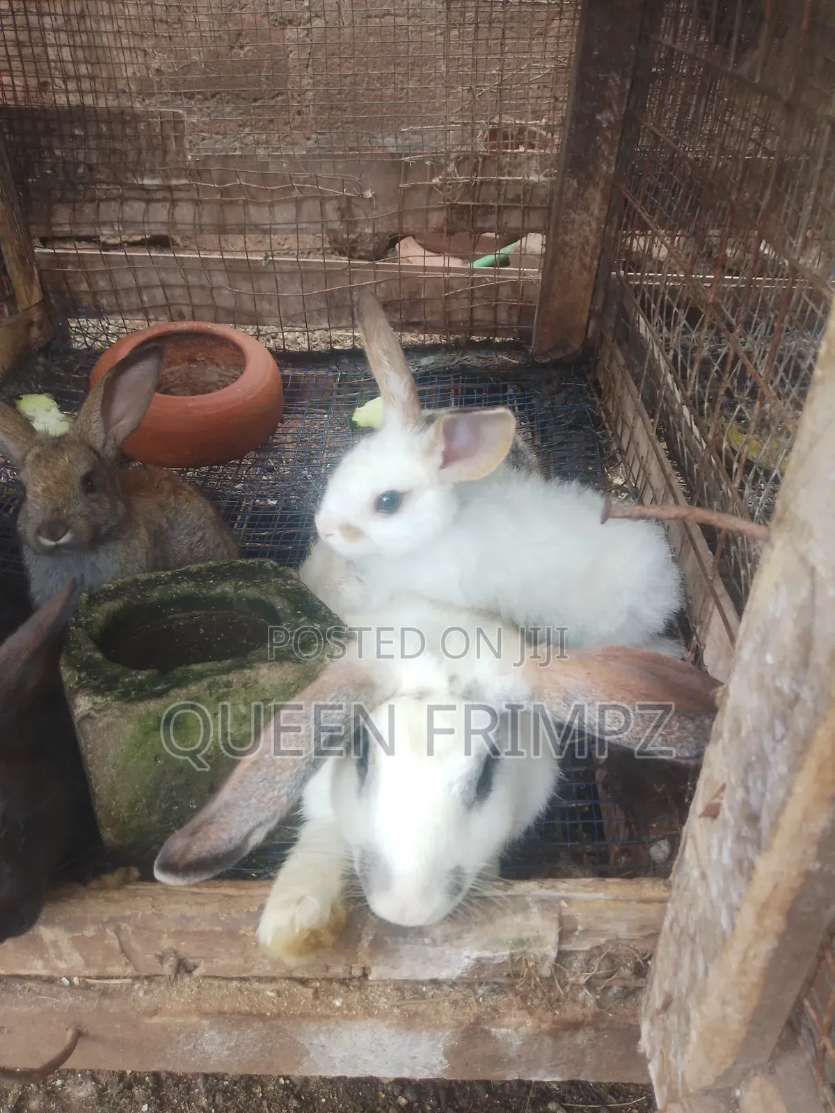 Affordable Bunnies