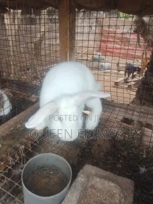 Ready to Crossed Rabbits
