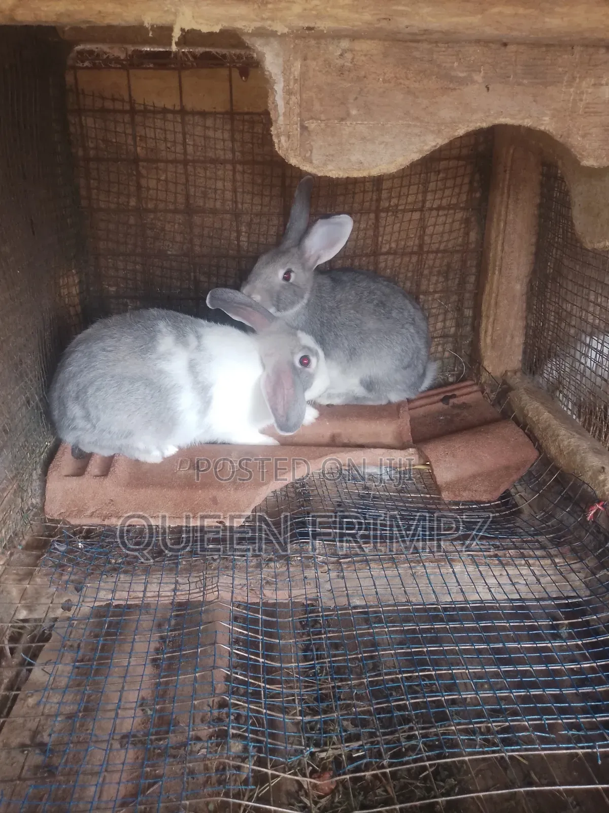 Ready to Crossed Rabbits