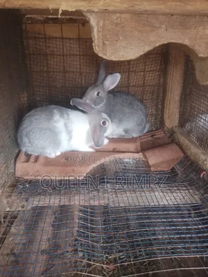 Ready to Crossed Rabbits