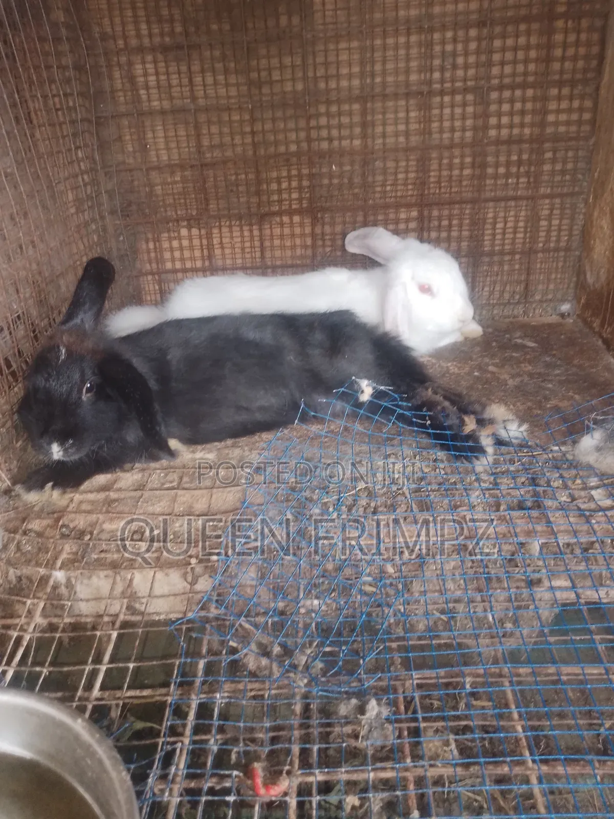 Ready to Crossed Rabbits
