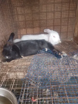 Ready to Crossed Rabbits
