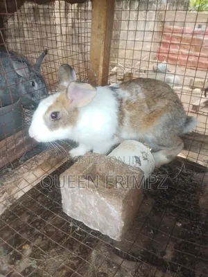 Ready to Crossed Rabbits