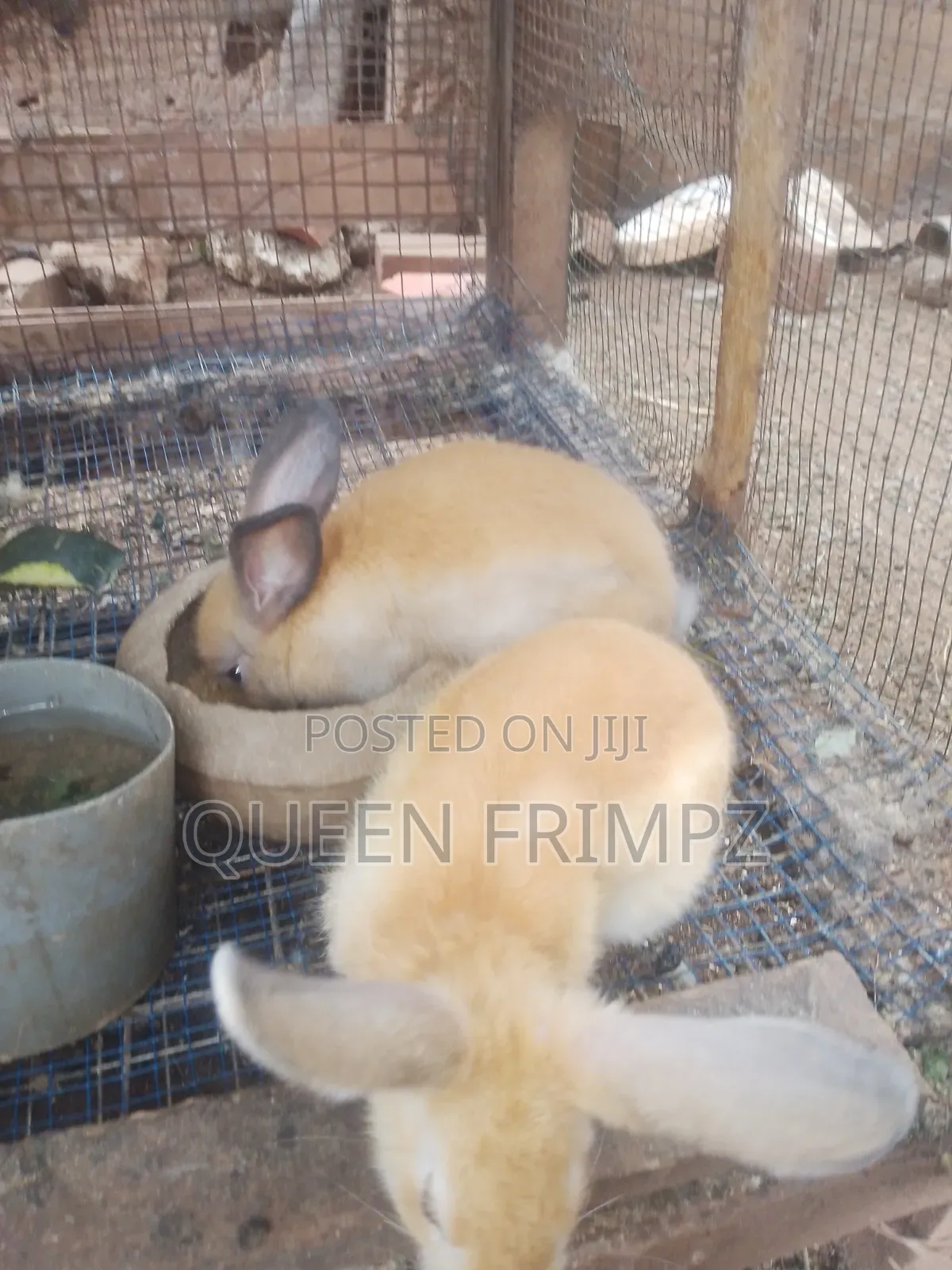 Ready to Crossed Rabbits