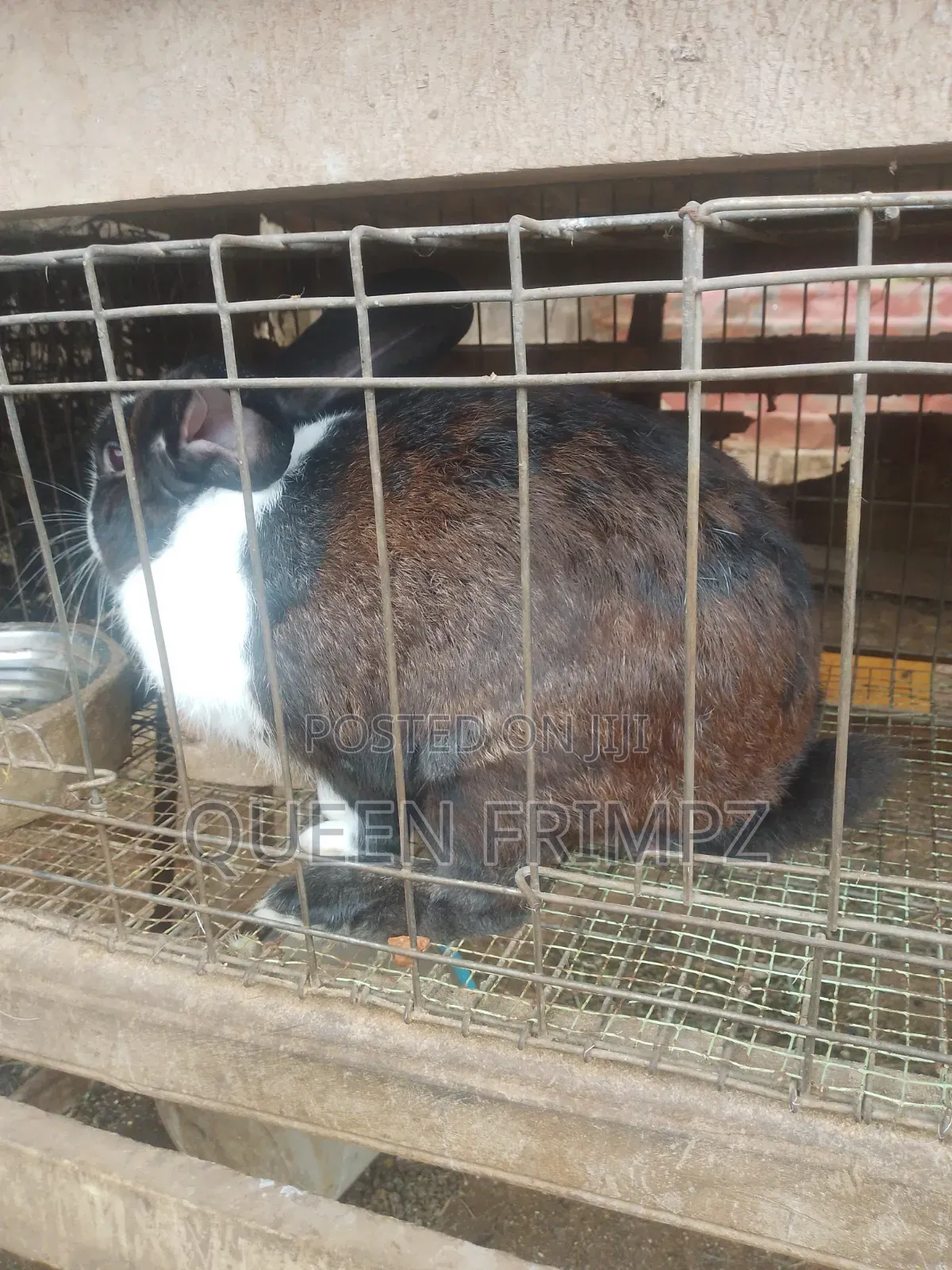 Matured Rabbits