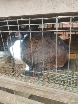 Matured Rabbits