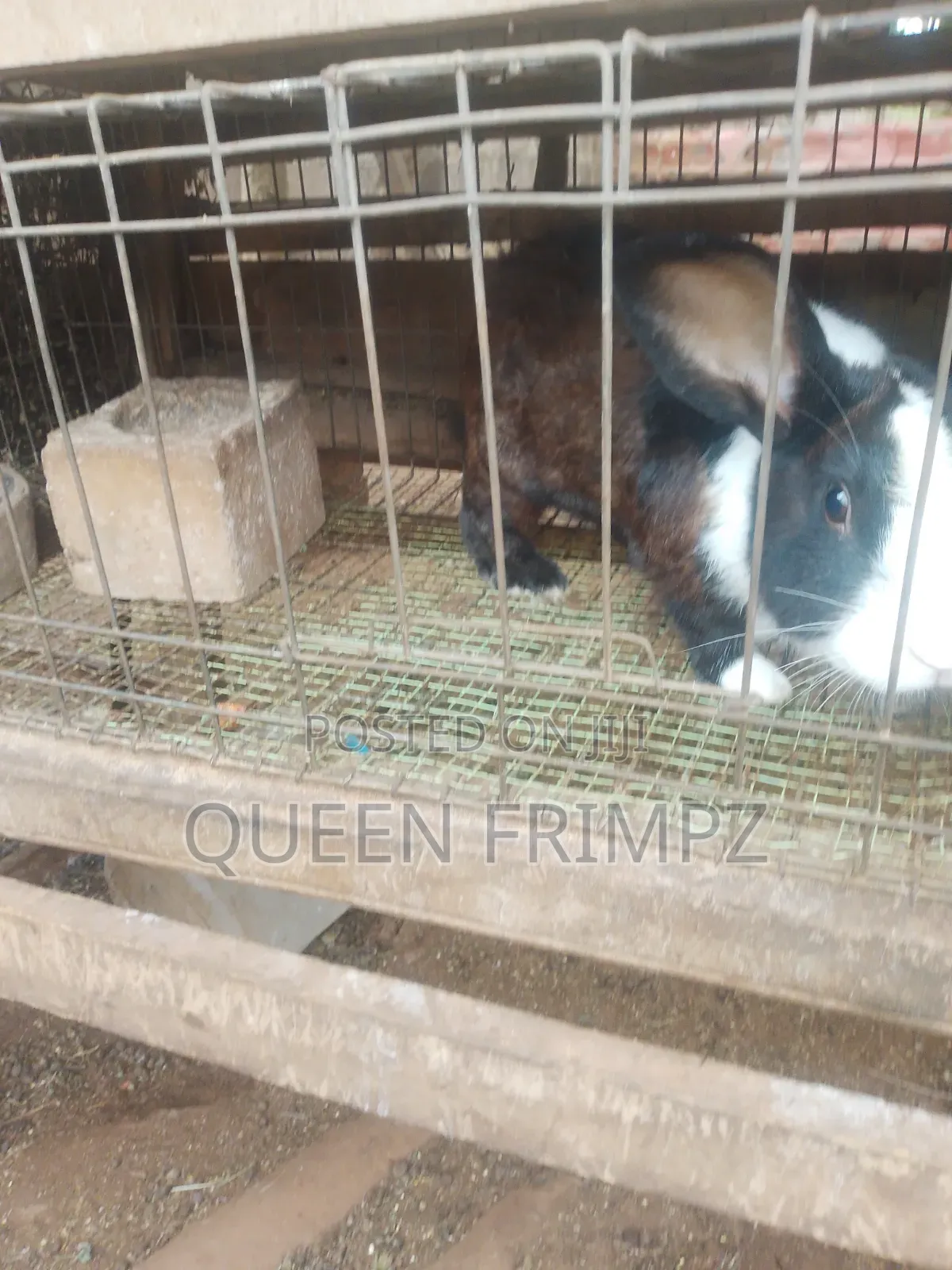 Matured Rabbits