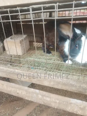 Matured Rabbits