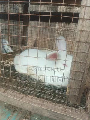 Matured Rabbits