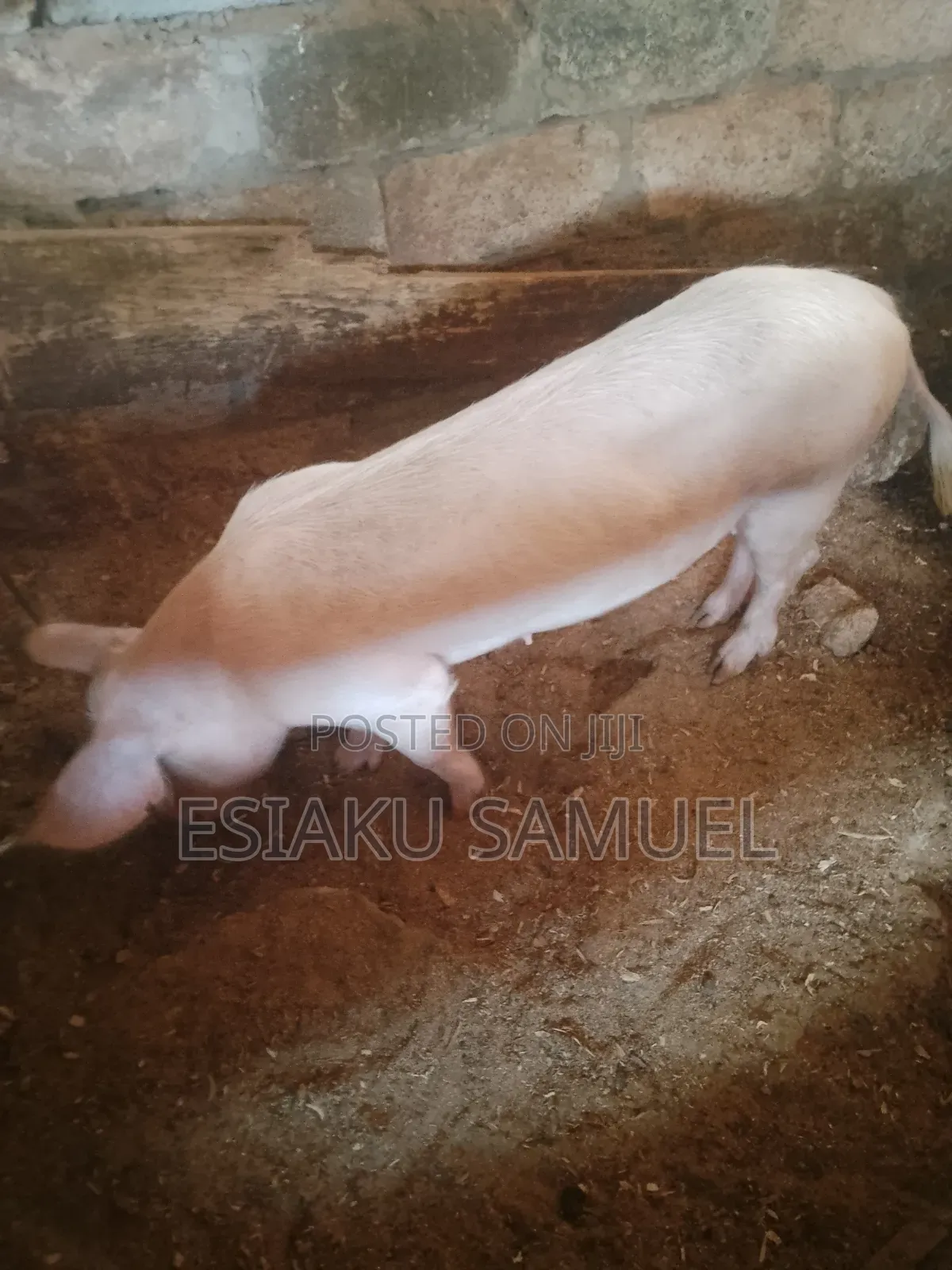We Are Selling All Our Pigs on Our Farm