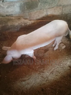 We Are Selling All Our Pigs on Our Farm