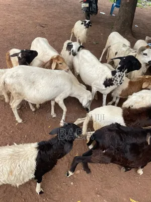 Healthy Animal Seller