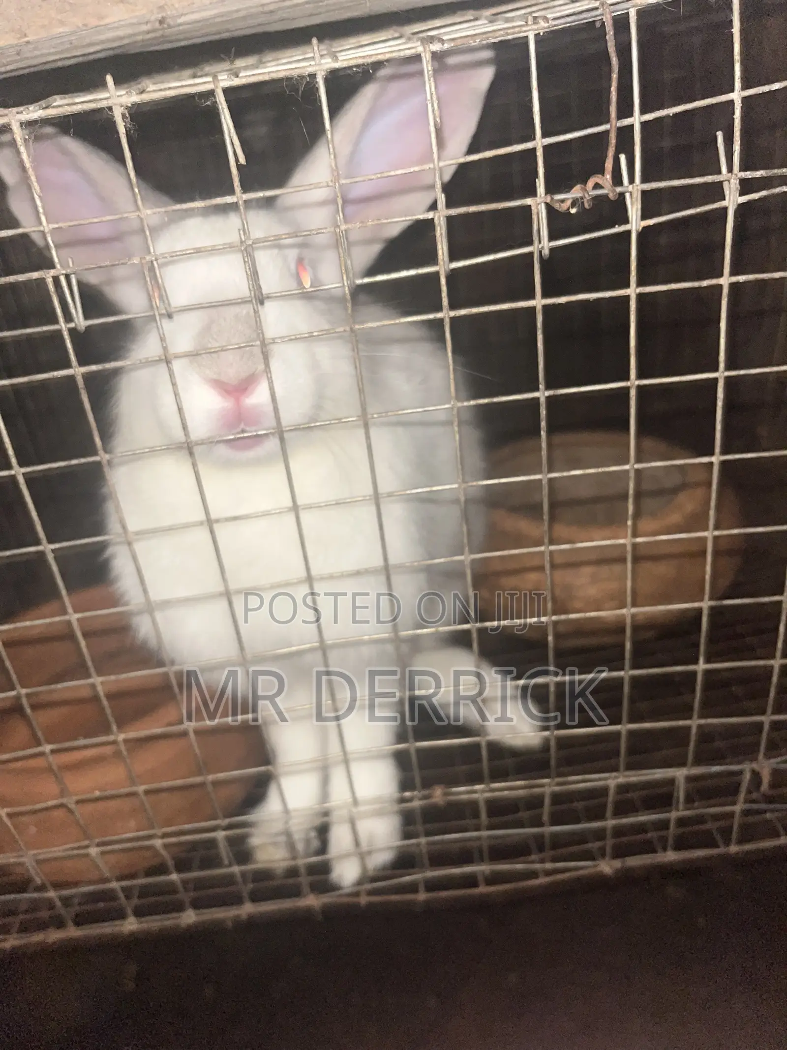 Matured Rabbits
