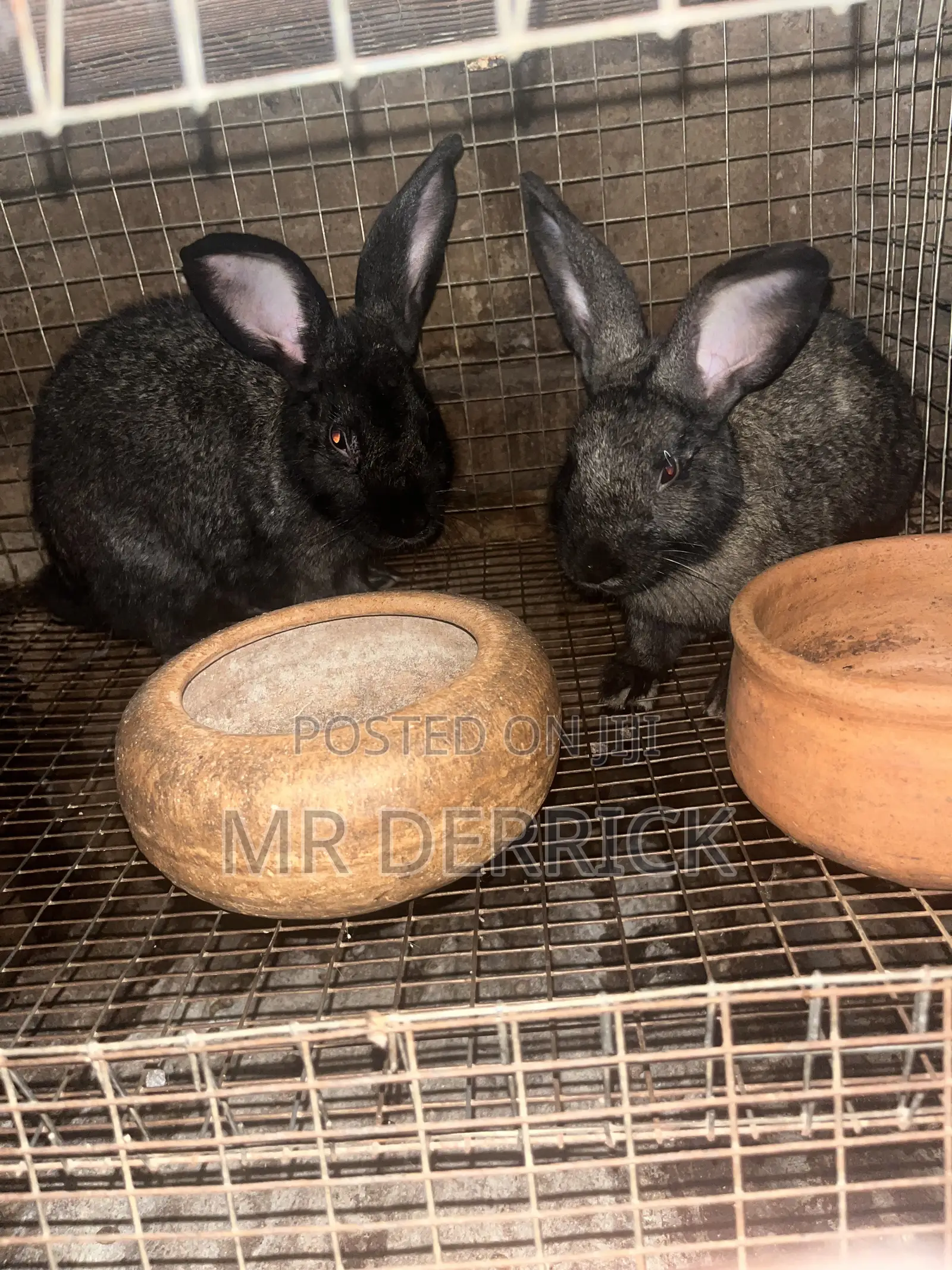 Matured Rabbits