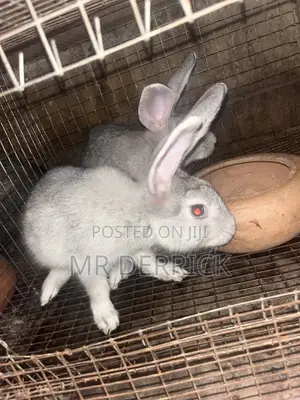 Matured Rabbits