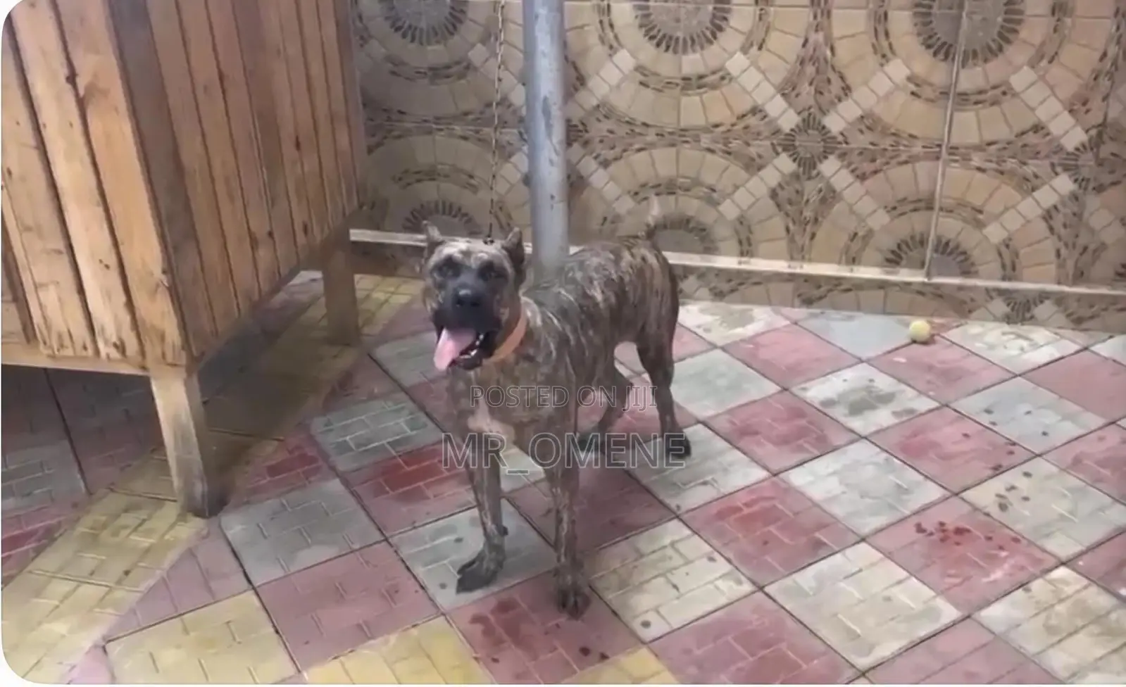 6-12 months Female Purebred Presa Canario
