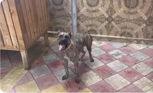 6-12 months Female Purebred Presa Canario