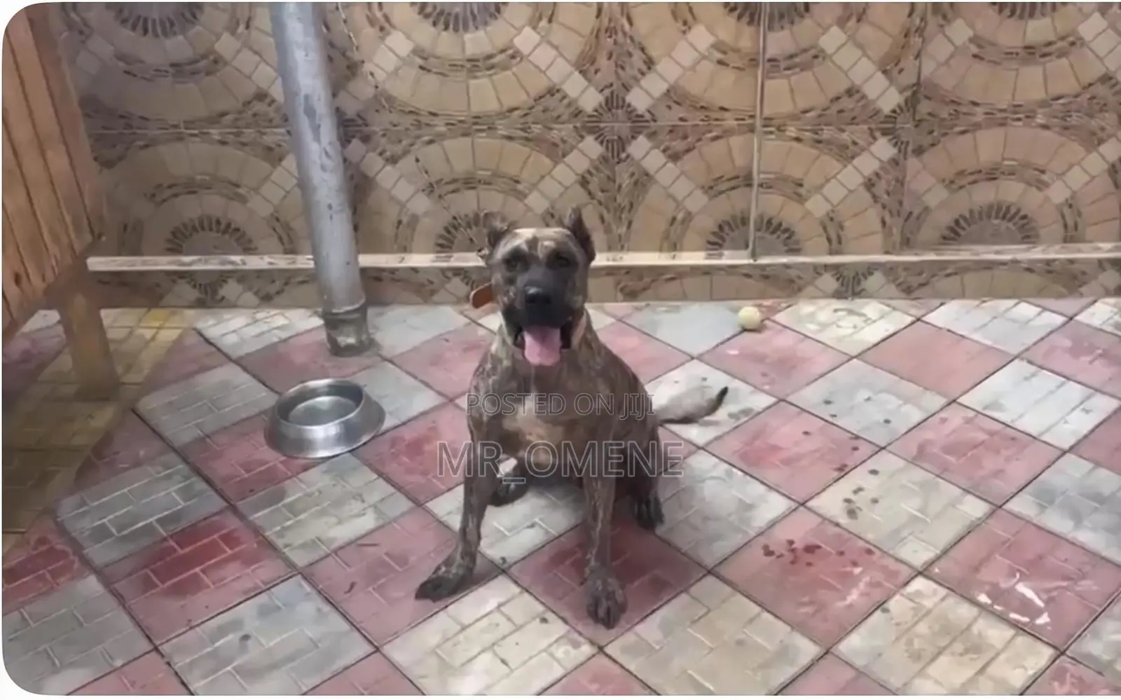 6-12 months Female Purebred Presa Canario